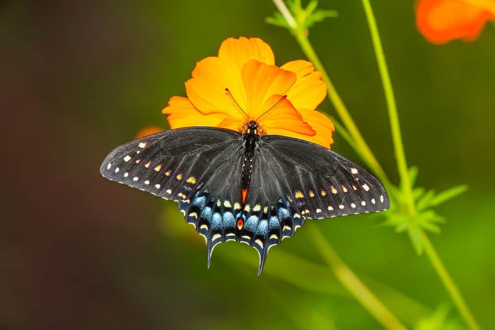 mariposa en la naturaleza