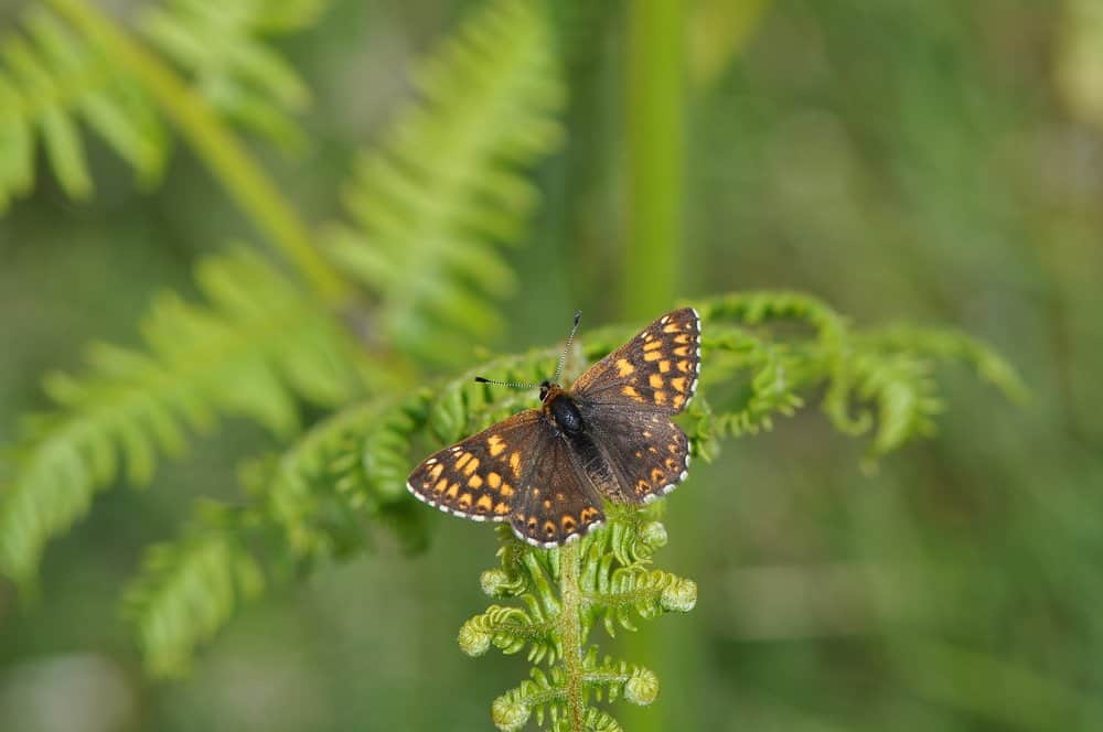 mariposa en la naturaleza