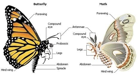 mariposa y polilla-2