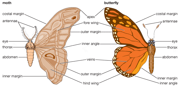 mariposa y polilla-2