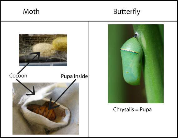 mariposa y polilla-2