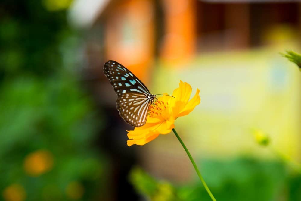 mariposa soltera en la naturaleza