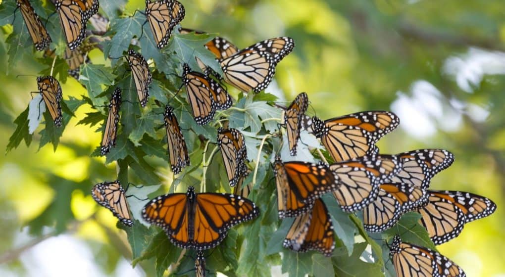 mariposas en la naturaleza