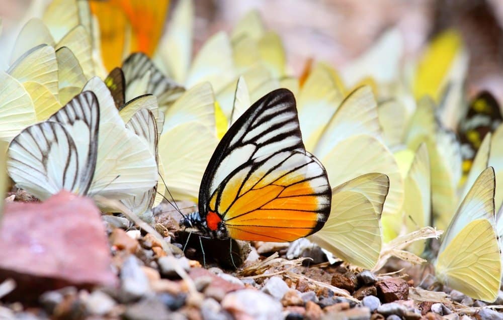 mariposa en la naturaleza