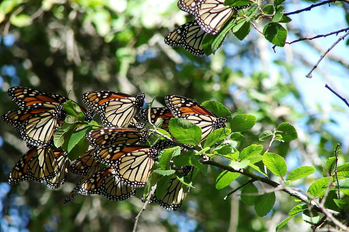 mariposas en la naturaleza