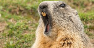 Retrato del día de la marmota de Groundhog encima del retrato mientras que bosteza.