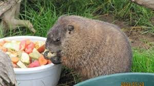 la marmota está comiendo algo.
