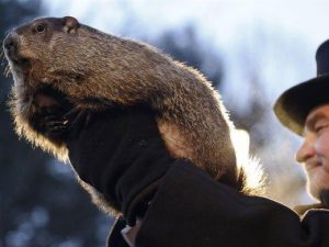 Hombre que sostiene una marmota en manos