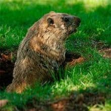 marmota sola en el hoyo.