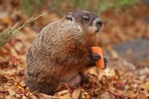 marmota comiendo zanahoria