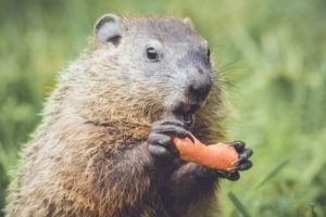 Divertida marmota sosteniendo zanahoria con la boca
