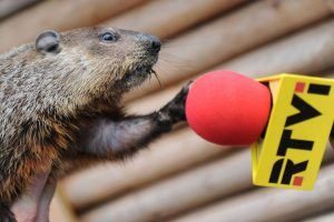 Una marmota está rechazando una entrevista