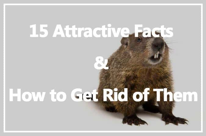 Marmota: 15 Datos Atractivos y Cómo Deshacerse de Ellos