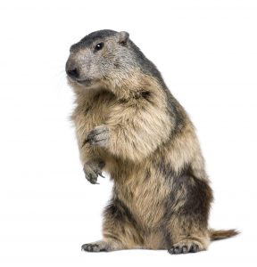 Una marmota en el fondo blanco.