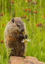 marmota con flor en la boca