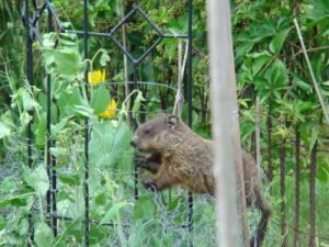 Una marmota cerca de la cerca.