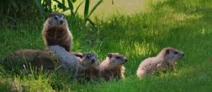 un grupo de marmotas en la hierba.