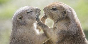 Datos Sobre la Marmota