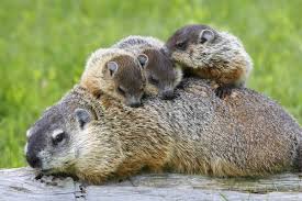 pequeñas marmotas con su madre en la naturaleza
