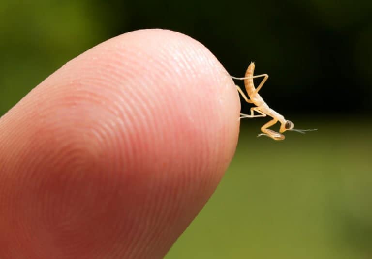 una mantis marrón rezando en el dedo humano