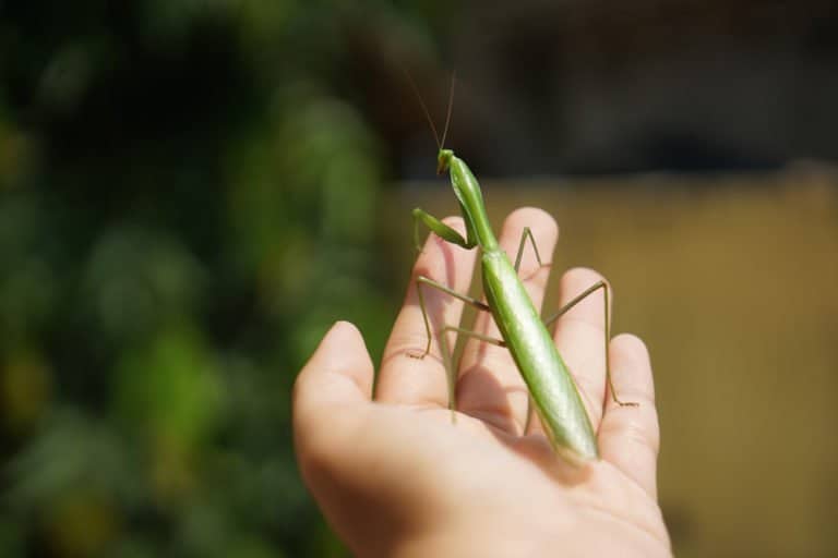 mascota rezar mantis