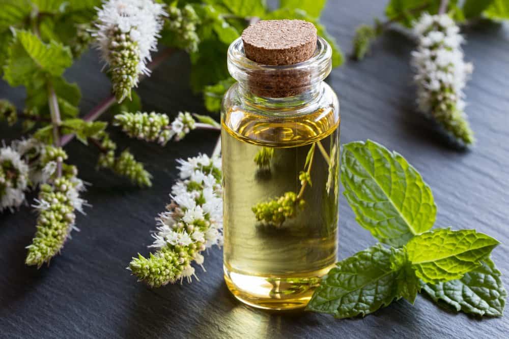 Aceite de menta fresco con hojas sobre la mesa