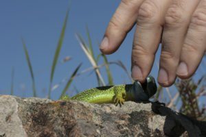 Una lagartija verde está mordiendo el dedo humano.