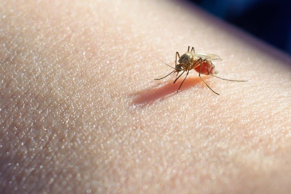 Un mosquito está mordiendo en la piel humana