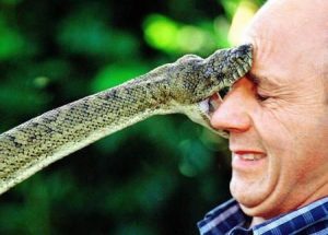 Una serpiente está mordiendo la cara de un hombre