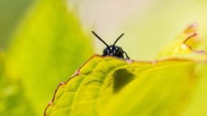  Una macro toma de una serrana espiando en la parte superior de una hoja verde.