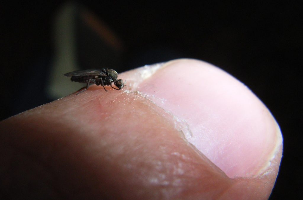 Una mosca está tumbada en el dedo de un hombre