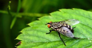 Identificación y Hechos de la Mosca de Carne, ¿Cómo Deshacerse de Ellos en Su Casa?