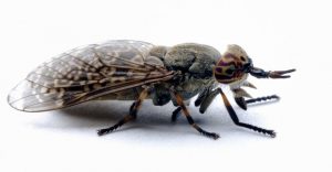 Chrysops de mosca de ciervo sobre un fondo blanco.