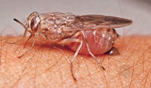 La mosca tsetsé de la piel humana llama las infecciones