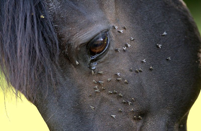 6 Consejos Fáciles para Conseguir el Fuga de Caballo Volar Eficientemente