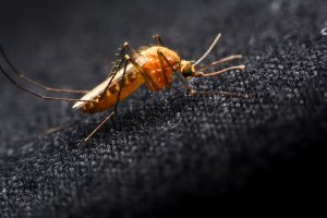 Reseñas de Ropa Repelente a Mosquitos: ¿Funciona Realmente?
