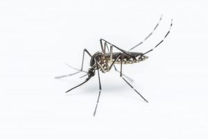 19 Datos Sobre Mosquitos Que te Volarán la Mente