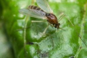 Primer plano macro de pequeño mosca de arena en hoja verde.