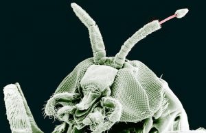 Mosquitos de Búfalo: Información General, Mordeduras de Humanos y Animales y Cómo Controlar