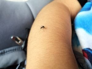 Zica virus aedes aegypti mosquito en el brazo del bebé - Dengue, fiebre chikungunya, microcefalia.