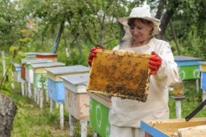 Un apicultor de mujer se ocupa de las abejas en la colmena.