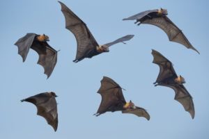 Varios murciélagos volando en el aire.