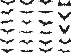 Diferentes tipos de murciélagos en el blanco.