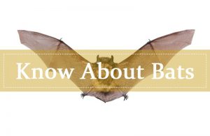 Acerca de los murciélagos