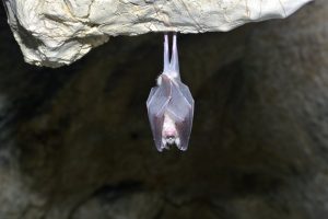 Un murciélago colgando de la piedra.