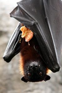 El murciélago frugívoro también conocido como zorro volador está comiendo.