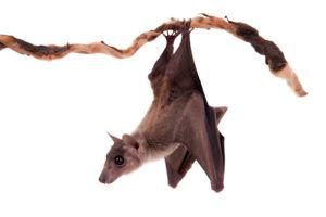 Murciélago de fruta colgando boca abajo en la rama.