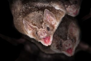 Murciélagos de vampiro comunes con fondo negro.