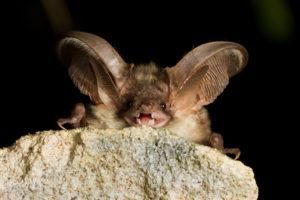 Un murciélago gris descansa sobre la piedra, mostrando sus dientes.