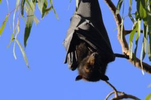 Murciélago colgando boca abajo sobre la rama.